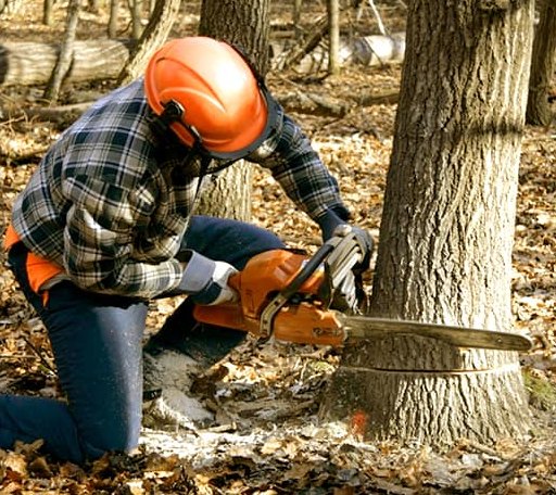 Tree Removal in Dublin, TX
